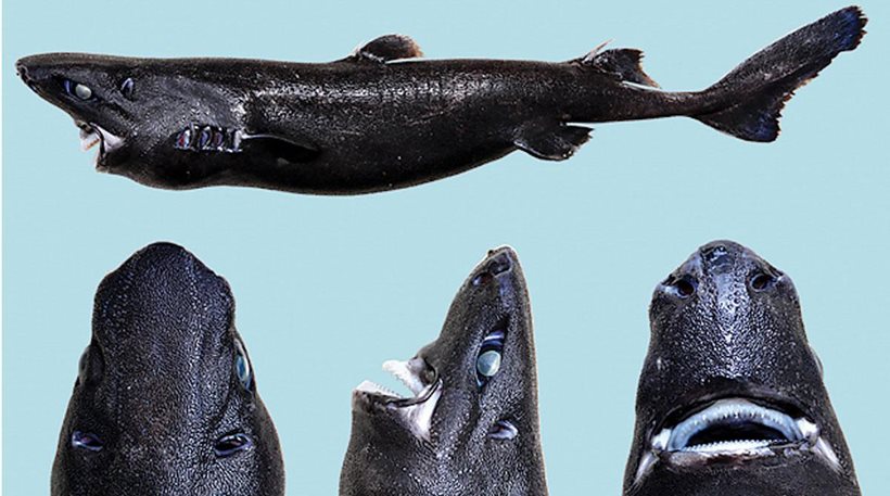 ΗΠΑ: Ανακαλύφθηκε νέο είδος καρχαρία που φωσφορίζει στο σκοτάδι! [φωτό]