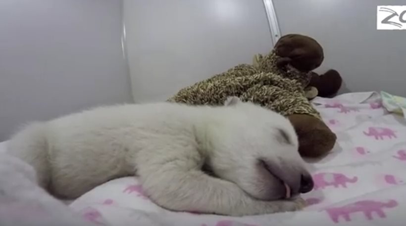 Δείτε πώς ονειρεύεται μία χαριτωμένη νεογέννητη πολική αρκούδα (video)