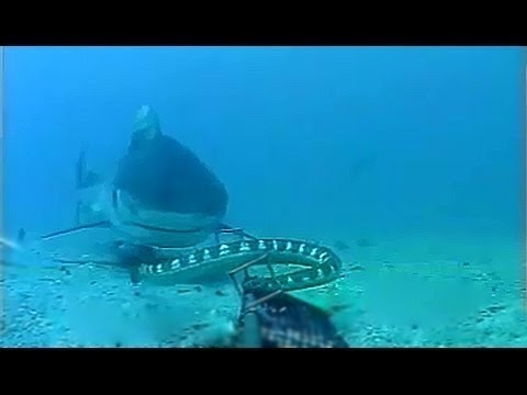 Καρχαρίας εναντίον φιδιού σε μια σπάνια μάχη (video)