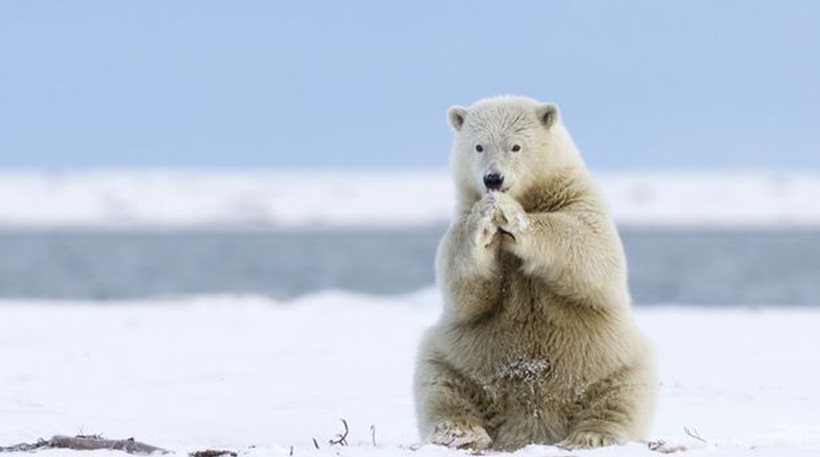 Η “προσευχή” μιας πολικής αρκούδας για το … επόμενο ψάρι της! [φωτό]
