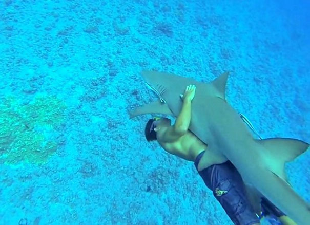 Δύτης δείχνει την… αγάπη του σε καρχαρία και τον αγκαλιάζει (video)