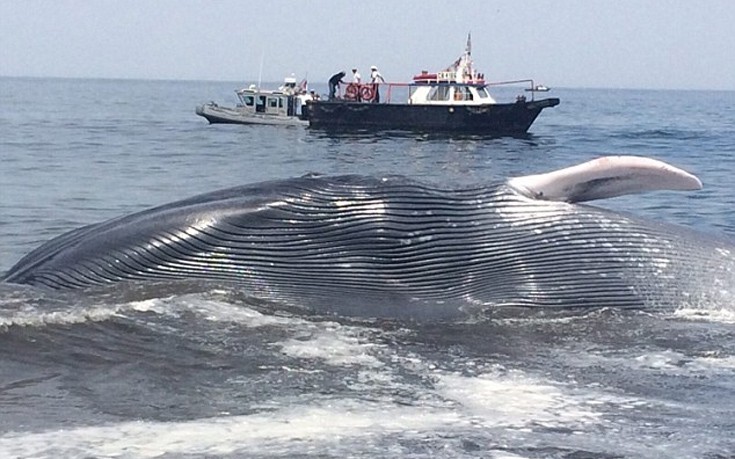 Αίσιο τέλος στη διάσωση φάλαινας στη Χιλή! (φωτό)