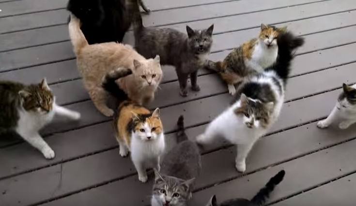 Οταν οι γάτες πεινάνε… δεν τις σταματάει τίποτα! (βίντεο)