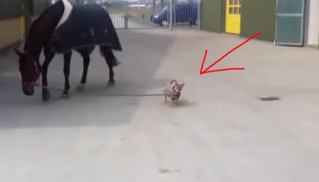 Μικρός σκύλος βγάζει βόλτα… το άλογο του! (βίντεο)