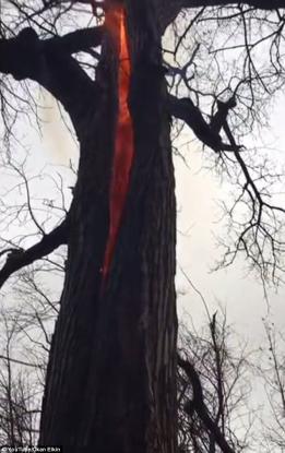 Αυτό είναι το «το δέντρο του διαβόλου» – Καίγεται μόνο το εσωτερικό του (βίντεο)