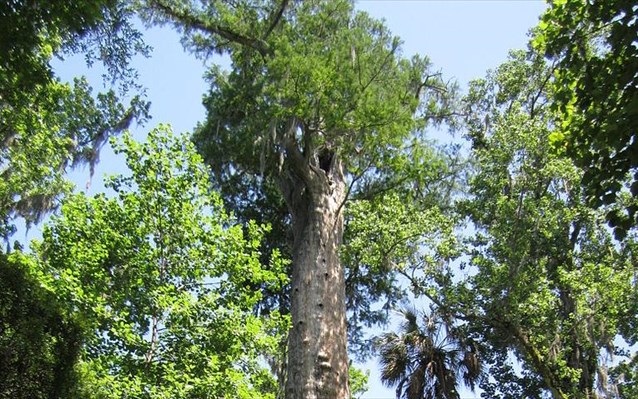 Αμερικανοί επιστήμονες θα προσπαθήσουν να κλωνοποιήσουν δέντρο ηλικίας 2.000 ετών [φωτό]