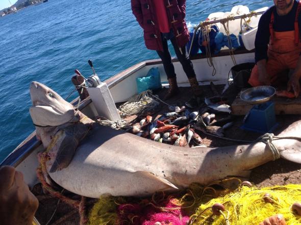 Ύδρα: Πήγαν για ψάρεμα και έπιασαν… καρχαρία 2,5 μέτρων (φωτό)