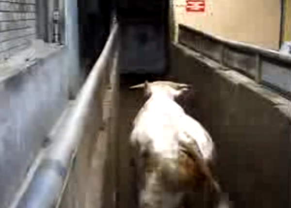 Ο τρόμος του σφαγείου: Η αντίδραση που έχουν οι αγελάδες όταν καταλαβαίνουν ότι έρχεται το τέλος [βίντεο]
