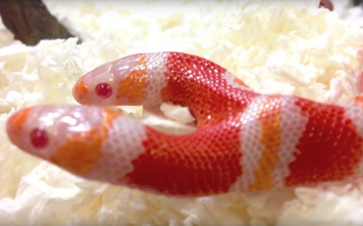 Μέδουσα: Το φίδι με τα δύο κεφάλια που τσακώνεται με τον εαυτό του για το φαγητό! [βίντεο]