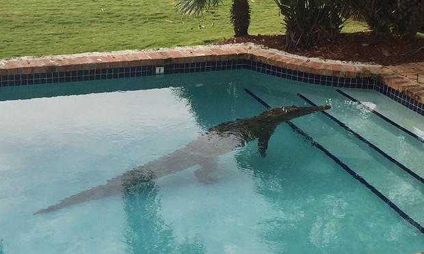 Ξύπνησε, βγήκε στην αυλή και είδε… έναν κροκόδειλο στην πισίνα του! (βίντεο)