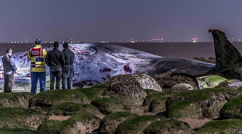 Τεράστια φάλαινα «έχασε» τον δρόμο της και πέθανε σε βρετανική ακτή