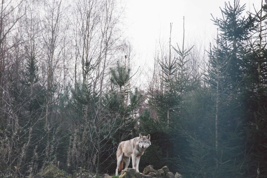 Μια φωτογράφος έκλεισε “ραντεβού” με μια αγέλη λύκων και το αποτέλεσμα κόβει την ανάσα [φωτό]