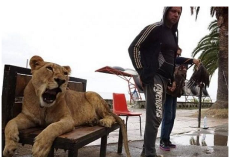 Ντουμπάι: Λιοντάρι δραπετεύει από σπίτι “απολαμβάνει” τα αξιοθέατα της πόλης και προκαλεί πανικό στους περαστικούς