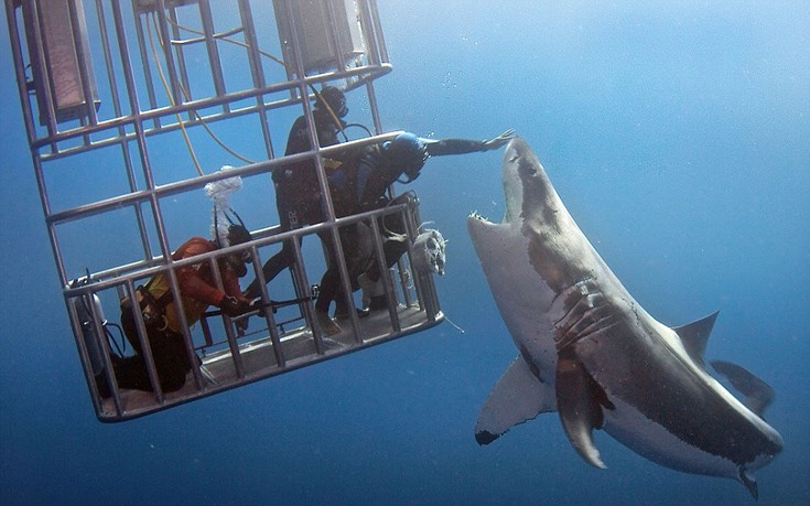 Μεγάλο κουράγιο – Δύτης χάιδεψε μεγάλο λευκό καρχαρία στη μύτη! [φωτό]