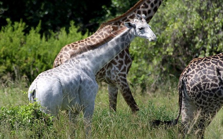 Omo, η σπάνια λευκή καμηλοπάρδαλη της Τανζανίας!- Κατάφερε να επιβιώσει στην αφρικανική φύση (φωτό)