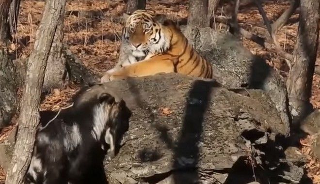 Τα “έσπασαν” ο τράγος και η τίγρης που ζούσαν αρμονικά σε πάρκο της Ρωσίας [βίντεο]