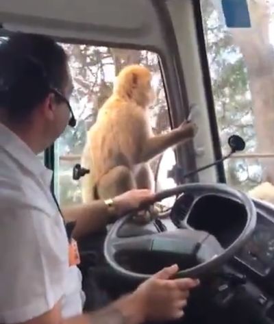 Η μαϊμού άφησε νηστικό τον οδηγό [βίντεο]