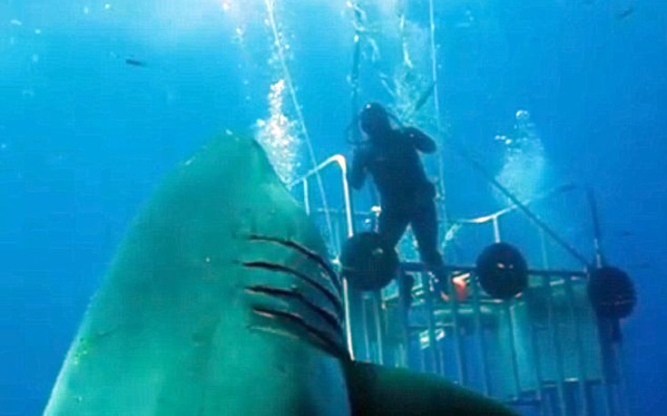 Τεράστιος καρχαρίας εμφανίζεται από το πουθενά και επιτίθεται σε δύτες (βίντεο)