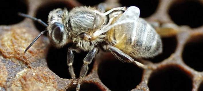 Αυτός είναι ο θανατηφόρος ιός που εξαφανίζει τις μέλλισες στον πλανήτη…