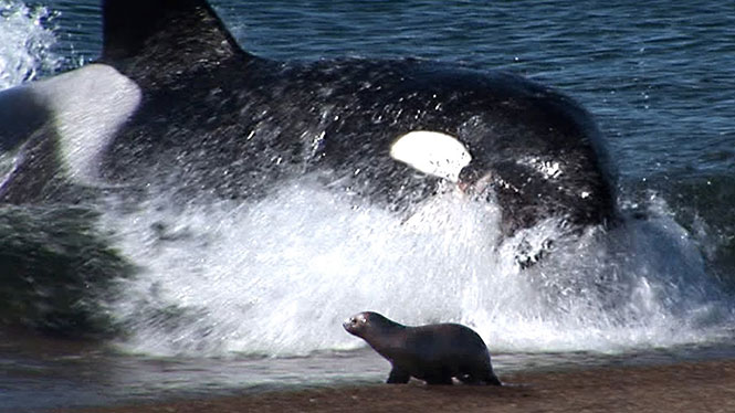 Φάλαινα δολοφόνος βγαίνει κυριολεκτικά στην άμμο για να αρπάξει το θήραμά της (video)