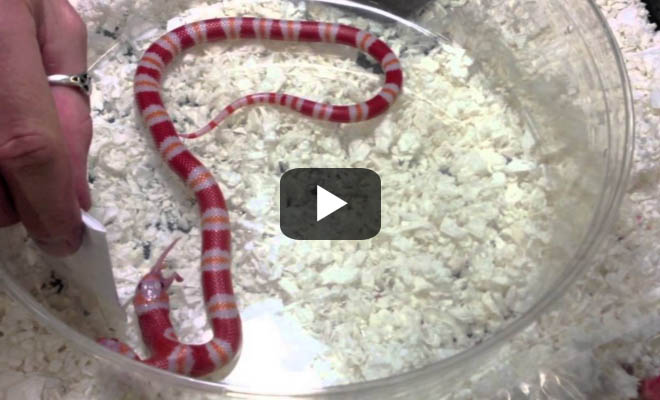 Μέδουσα: Το φίδι με τα δύο κεφάλια [βίντεο]