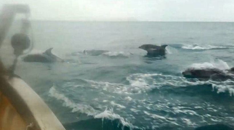 Το βίντεο που έγινε viral με εκατοντάδες δελφίνια να παίζουν στη θάλασσα