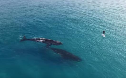 Σέρφινγκ παρέα με δύο φάλαινες στη θάλασσα της Αυστραλίας (βίντεο)