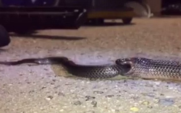 Φίδι- “κανίβαλος” καταβροχθίζει άλλο φίδι… ολόκληρο! (βίντεο)