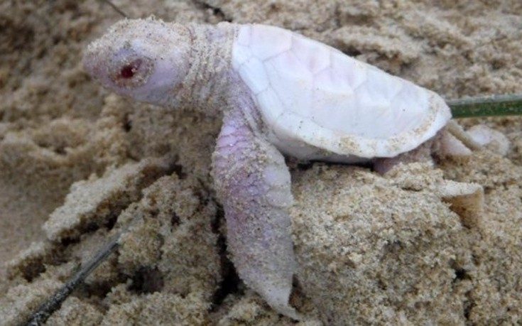 Αυστραλία: Εντόπισαν χελωνάκι αλμπίνο- Το σπάνιο είδος που χαροποίησε τους φυσιολάτρες (φωτό)