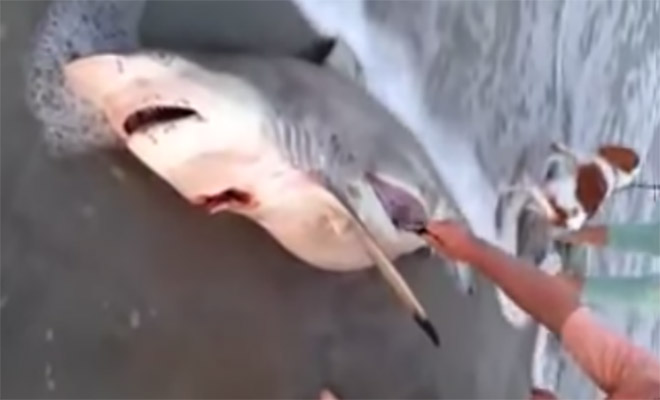 Οταν βρήκαν τον νεκρό καρχαρία κάτι δεν τους άρεσε… Άνοιξαν την κοιλιά του και έμειναν άφωνοι! (βίντεο)
