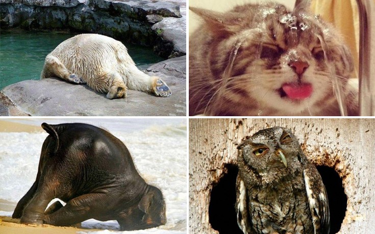 Ζώα σε κατάσταση… hangover – Απίθανες φωτογραφίες