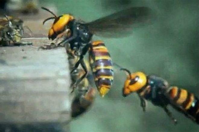 Δείτε πως 30 “σφήκες της κολάσεως” κατασπαράζουν 30.000 μέλισσες (βίντεο)