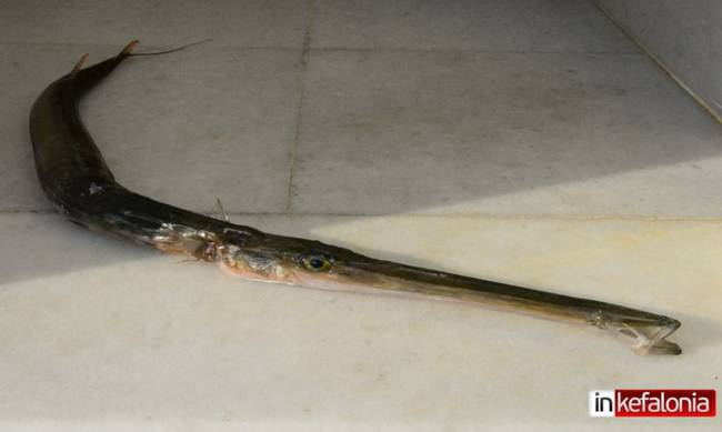 Σπάνιο δηλητηριώδες ψάρι εμφανίστηκε στην Κεφαλονιά! (φωτό)
