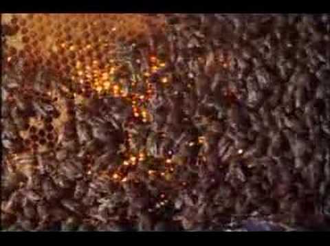 Δείτε πως 30 “σφήκες της κολάσεως” κατασπαράζουν 30.000 μέλισσες! [βίντεο]