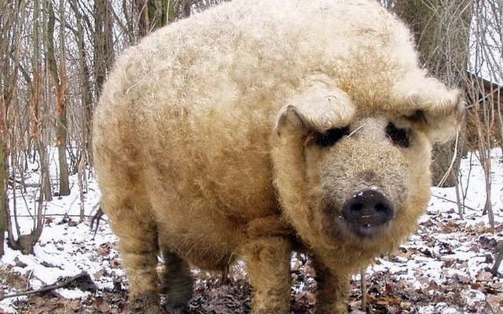 Το γουρούνι που μοιάζει με πρόβατο και… λειτουργεί σαν σκύλος (φωτό)