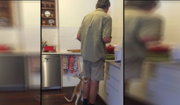 Αυστραλία: Mωρό καγκουρό συμπεριφέρεται σαν σκυλάκι για να πιει γάλα [βίντεο]