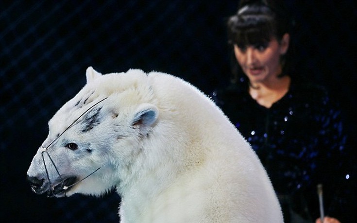 Βασανιστήρια κι εξευτελισμός πολικών αρκούδων σε ρωσικό τσίρκο! (φωτό)