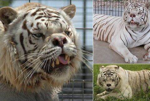 Βγαλμένη από θρίλερ: H ασχημότερη τίγρης του πλανήτη! [φωτό]