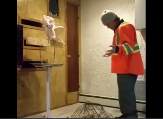 Να γιατί δεν πρέπει να πειράζετε το σπίτι ενός παπαγάλου! (βίντεο)