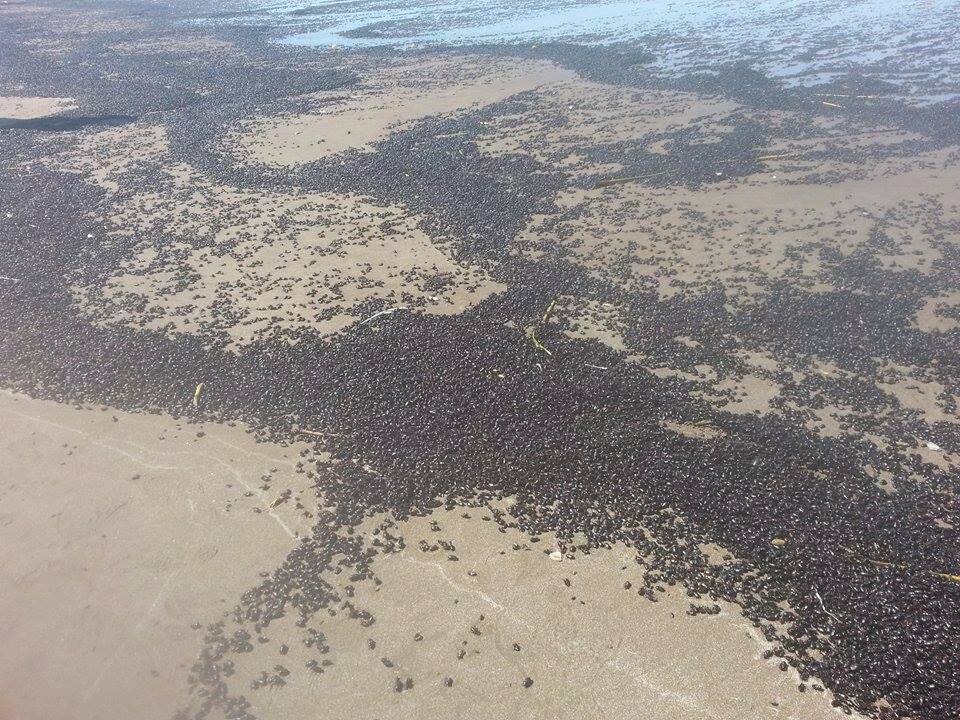 beetle-invasion-argentina-beach-2