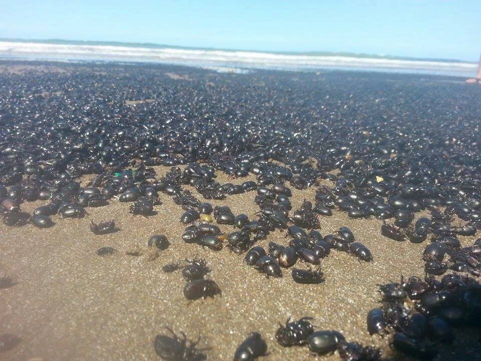 beetle-invasion-argentina-beach-4