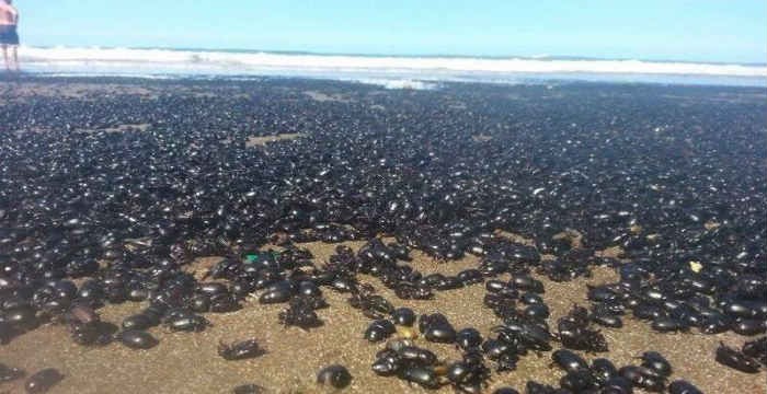 Πρωτοφανής “εισβολή” σκαθαριών σε παραλίες της Αργεντινής [φωτό]