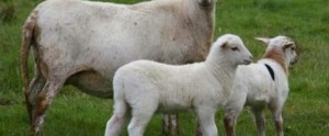 Πρόβατο γέννησε… σκυλάκι! (φωτό)
