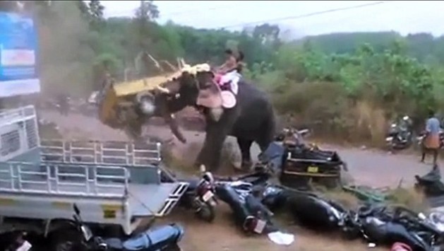 Ελέφαντας αφηνίασε και τα έκανε… λαμπόγυαλο (βίντεο)