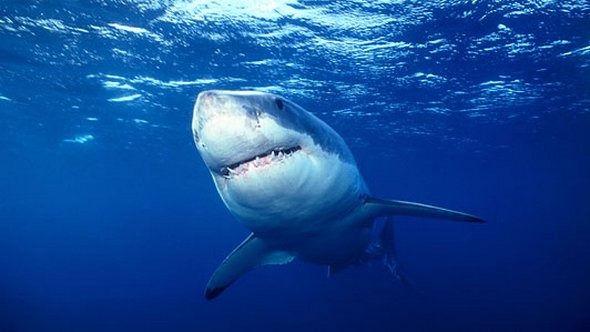 Νέα Ζηλανδία: Μεγάλος λευκός καρχαρίας επιτίθεται και δαγκώνει σκάφος [βίντεο]