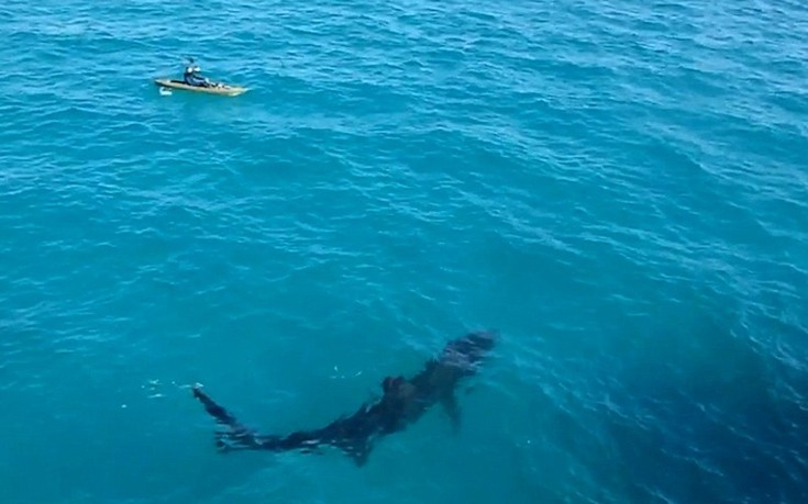 Καρχαρίας εναντίον καγιάκ!- Όταν σε πλησιάζει ένας γίγαντας των θαλασσών… (βίντεο)