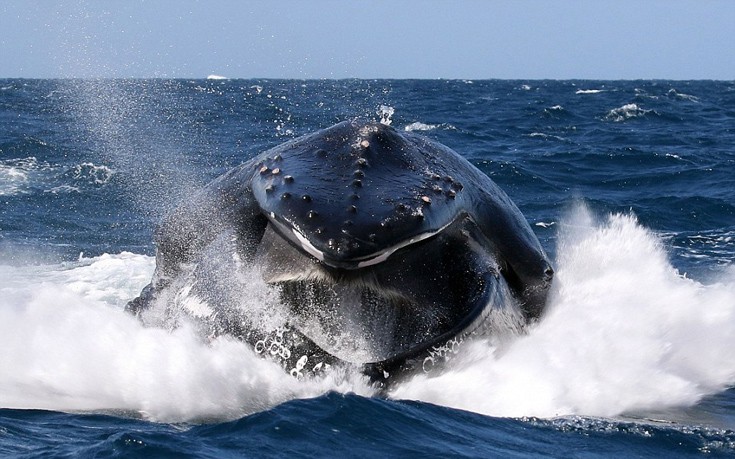 Τετ-α-τετ με μια φάλαινα- Συνάντηση «κορυφής» μέσα στο νερό! (φωτό)