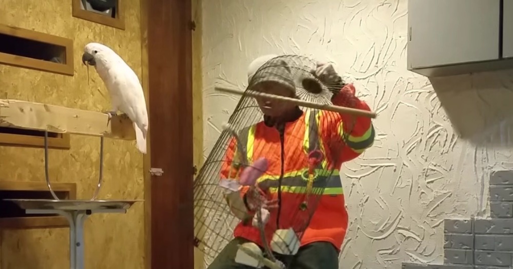 Αυτός ο παπαγάλος βρίζει (και μάλιστα πολύ) γιατί του έσπασαν το κλουβί! (βίντεο)