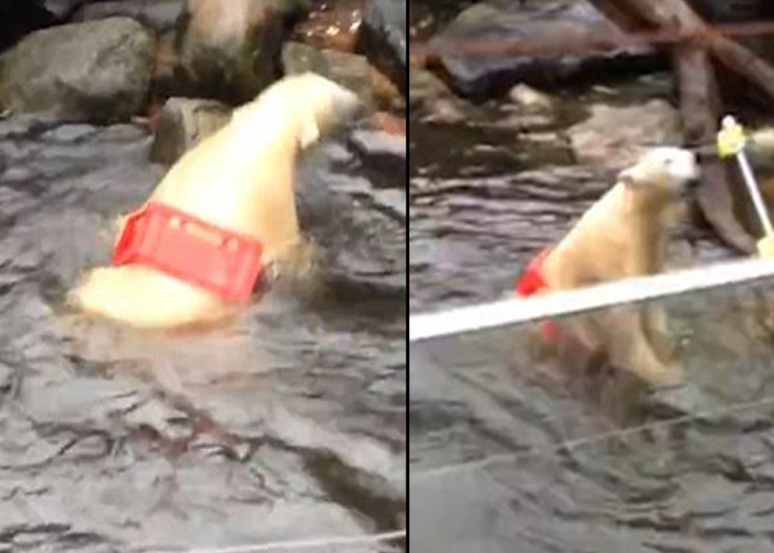 Πολική αρκούδα παγιδεύτηκε σε πλαστικό καλάθι – Οι υπεύθυνοι του πάρκου την άφησαν αβοήθητη! [βίντεο]
