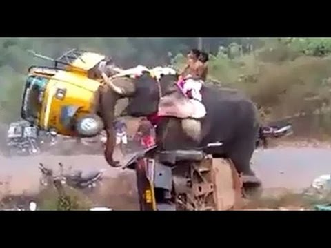 Οργισμένος ελέφαντας καταστρέφει τα πάντα στο πέρασμά του [βίντεο]